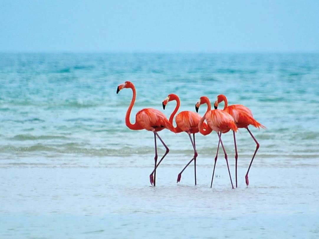 Mi Habitat Holbox-Maravilla Natural Eksteriør billede