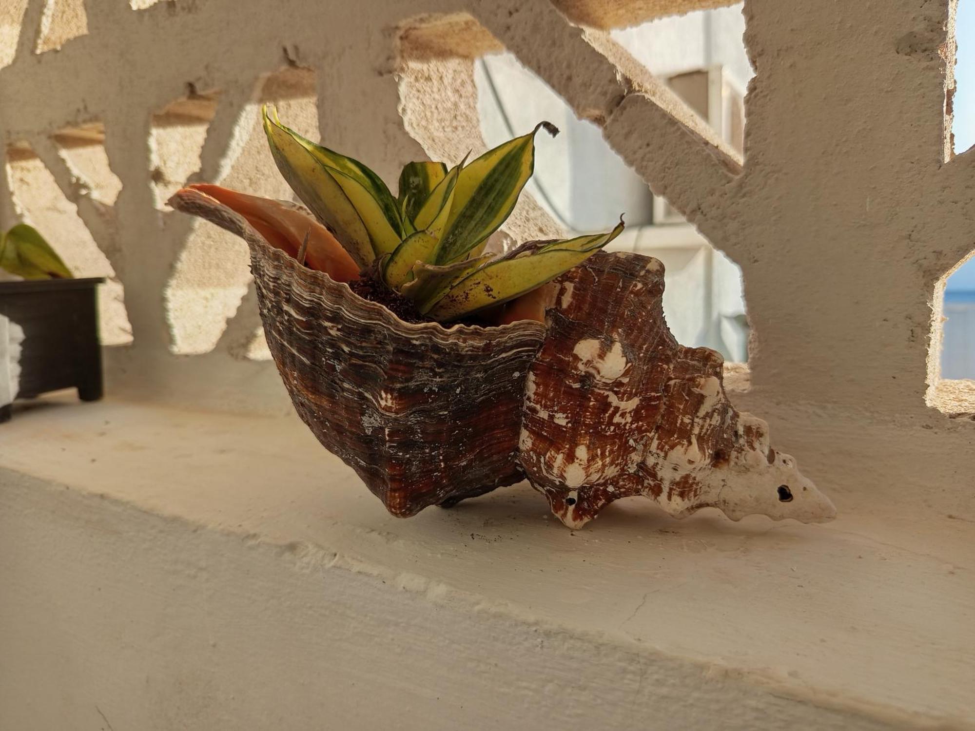 Mi Habitat Holbox-Maravilla Natural Eksteriør billede